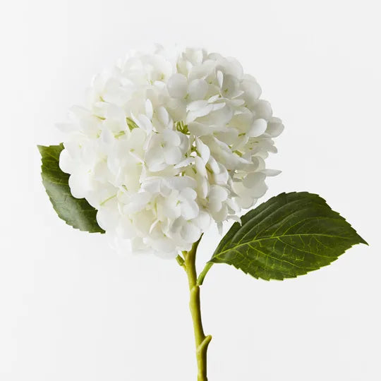 Winter White Hydrangea