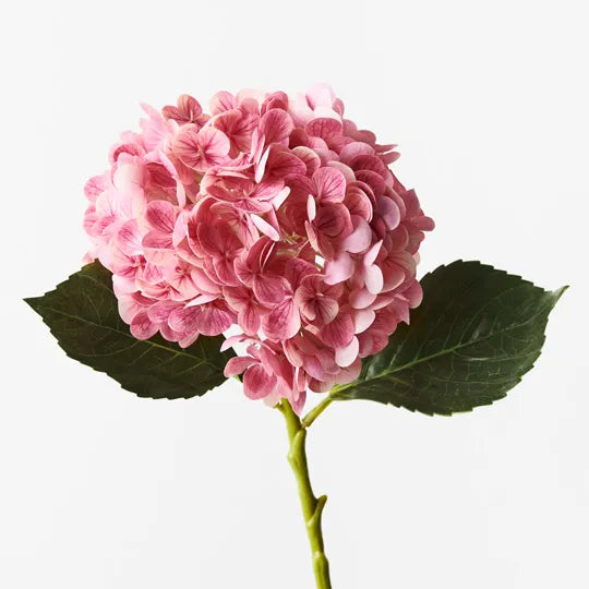 Pink Mauve Hydrangea